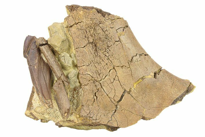 Hadrosaur Tooth with Bones & Tendons - Rare Rooted Tooth! #292580